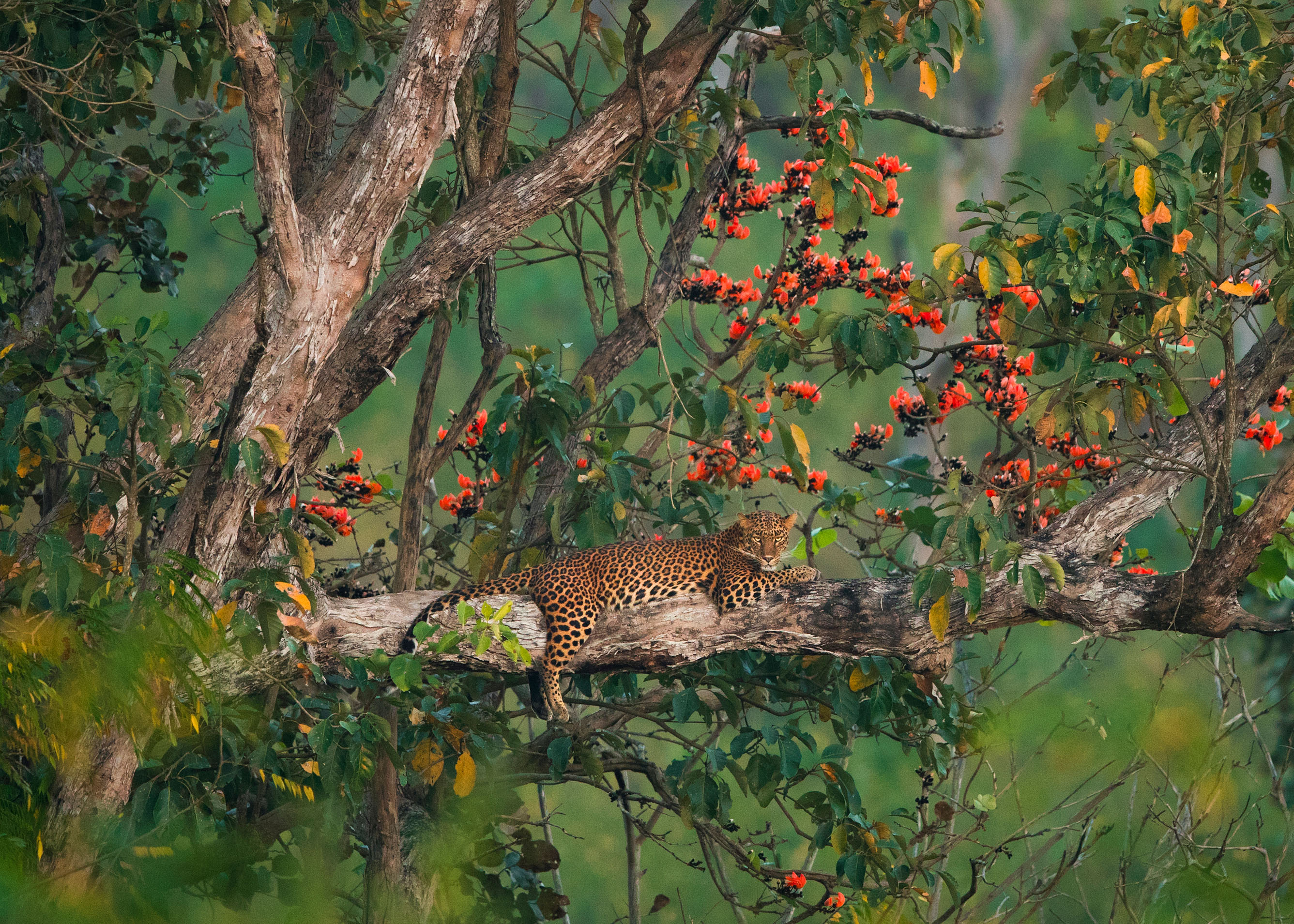 Unusual Sighting: Blue-Eyed Leopards Seen in Jungles of India - India's  Endangered