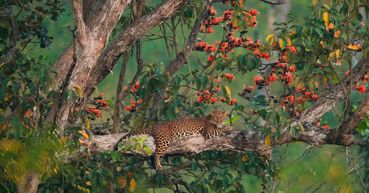Unusual Sighting: Blue-Eyed Leopards Seen in Jungles of India